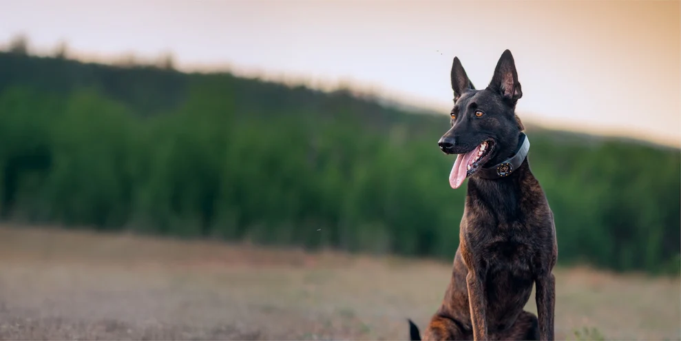 Limitless Freedom for Every Dog